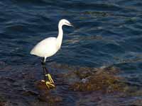 Aigrette garzette Egretta garzetta