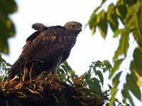 Aigle huppé Nisaetus cirrhatus