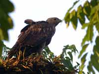 Aigle huppé Nisaetus cirrhatus