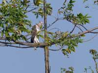 Aigle huppé Nisaetus cirrhatus