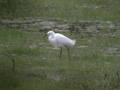 Aigrette neigeuse Egretta thula