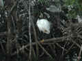 Aigrette neigeuse Egretta thula