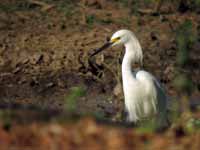 Aigrette neigeuse Egretta thula