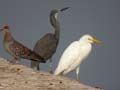 Aigrette des récifs Egretta gularis gularis