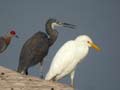 Aigrette des récifs Egretta gularis gularis