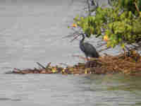 Aigrette des récifs Egretta gularis