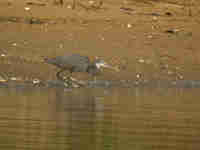 Aigrette des récifs Egretta gularis