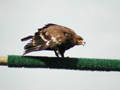 Aigle des steppes Aquila nipalensis