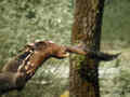 Aigle des steppes Aquila nipalensis