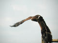 Aigle des steppes Aquila nipalensis