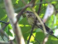 Akalat à poitrine tachetée Pellorneum ruficeps