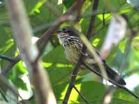 Akalat à poitrine tachetée Pellorneum ruficeps