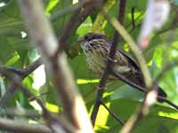 Akalat à poitrine tachetée Pellorneum ruficeps