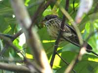 Akalat à poitrine tachetée Pellorneum ruficeps