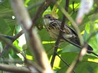 Akalat à poitrine tachetée Pellorneum ruficeps