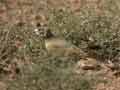 Alouette de Clot Bey Ramphocoris clotbey