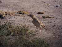 Alouette calandrelle Calandrella brachydactyla