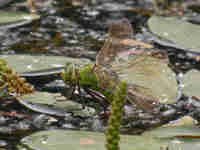 Anax empereur (Anax imperator)