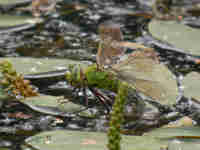 Anax empereur (Anax imperator)