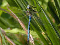 Anax empereur (Anax imperator)