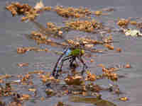 Anax empereur (Anax imperator)