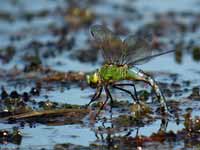 Anax empereur (Anax imperator)