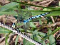 Anax empereur (Anax imperator)