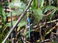 Anax empereur (Anax imperator)