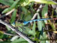 Anax empereur (Anax imperator)