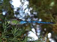 Anax empereur (Anax imperator)