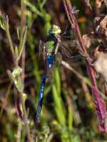 Anax empereur (Anax imperator)