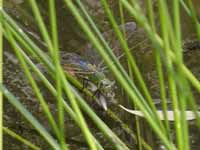 Anax empereur (Anax imperator)