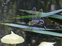 Anax empereur (Anax imperator)