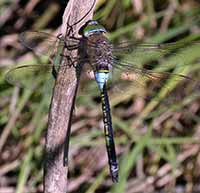 Anax napolitain Anax parthenope