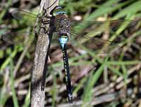 Anax napolitain Anax parthenope