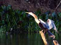 Anhinga d'Amérique Anhinga anhinga