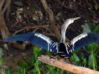 Anhinga d'Amérique Anhinga anhinga