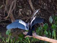 Anhinga d'Amérique Anhinga anhinga