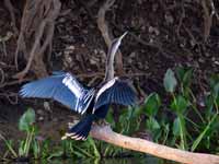 Anhinga d'Amérique Anhinga anhinga