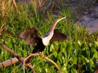 Anhinga d'Amérique Anhinga anhinga