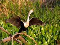 Anhinga d'Amérique Anhinga anhinga