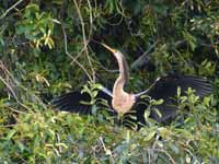 Anhinga d'Amérique Anhinga anhinga