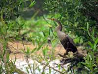 Anhinga d'Amérique Anhinga anhinga