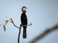 Anhinga roux Anhinga melanogaster