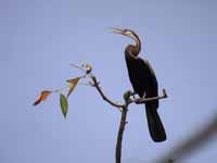 Anhinga roux Anhinga melanogaster