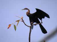 Anhinga roux Anhinga melanogaster