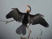 Anhinga roux Anhinga melanogaster