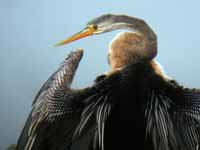 Anhinga roux Anhinga melanogaster