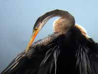 Anhinga roux Anhinga melanogaster