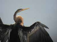 Anhinga roux Anhinga melanogaster